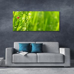 Obraz Canvas Tráva lienka príroda 125x50 cm