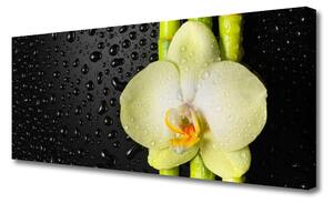 Obraz Canvas Bambus kvet orchidea 125x50 cm