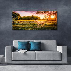 Obraz na plátne Kôň lúka zvieratá 125x50 cm