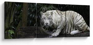 Obraz - Tiger albín (s hodinami) (90x30 cm)