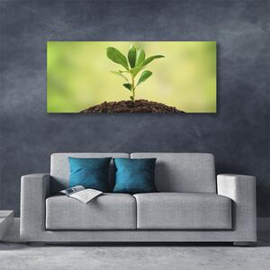 Obraz na plátne Pôda rastlina rast 125x50 cm