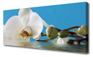 Obraz na plátne Kvet rastlina príroda 120x60 cm