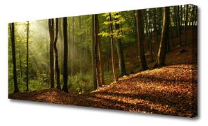 Obraz Canvas Les stromy príroda 125x50 cm