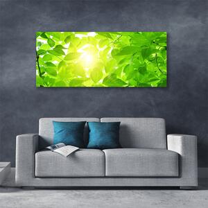 Obraz Canvas Listy príroda slnko rastlina 125x50 cm