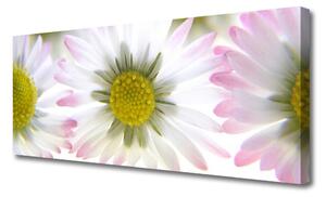 Obraz na plátne Sedmokráska rastlina príroda 125x50 cm