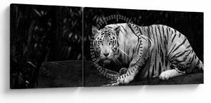 Obraz - Tiger albín, čiernobiely (s hodinami) (90x30 cm)
