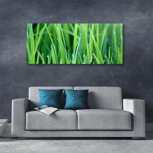 Obraz Canvas Tráva kvapky rastlina príroda 125x50 cm