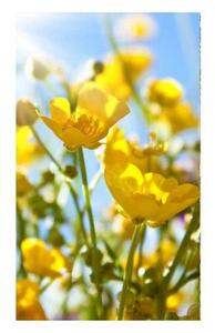 Fototapeta - Žlté kvety + zadarmo lepidlo - 225x250