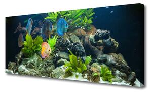 Obraz Canvas Ryba kamene listy príroda 125x50 cm