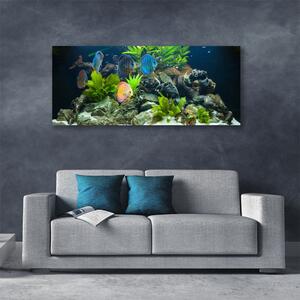 Obraz Canvas Ryba kamene listy príroda 125x50 cm