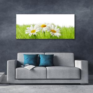 Obraz Canvas Sedmokráska kvety rastlina 125x50 cm