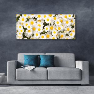 Obraz Canvas Sedmokrásky kvety 125x50 cm