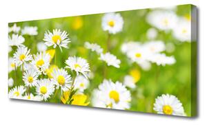 Obraz Canvas Sedmokráska kvet rastlina 125x50 cm