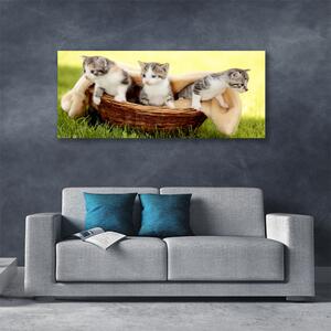Obraz Canvas Mačky zvieratá 140x70 cm