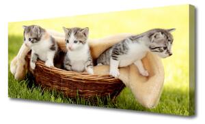 Obraz Canvas Mačky zvieratá 125x50 cm