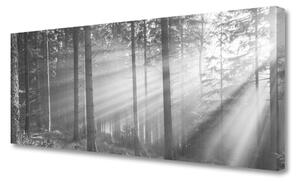 Obraz Canvas Les príroda lúče slnka 125x50 cm