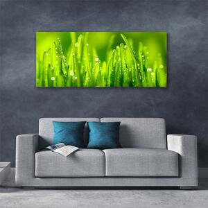 Obraz Canvas Zelená tráva kvapky rosy 125x50 cm