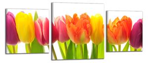 Obraz na stenu Farebné tulipány