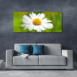Obraz Canvas Sedmokráska rastlina príroda 125x50 cm