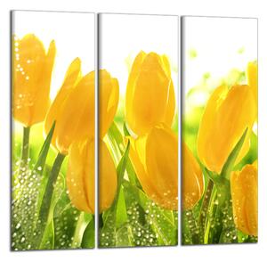 Obraz do bytu Žlté tulipány