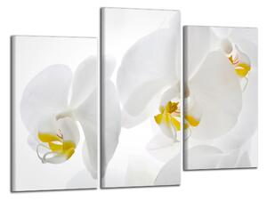 Moderný obraz Biele orchidey