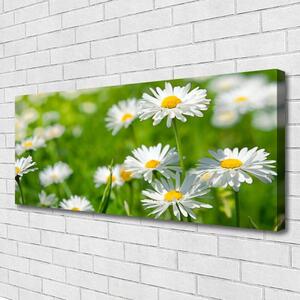 Obraz Canvas Sedmokráska kvet rastlina 125x50 cm