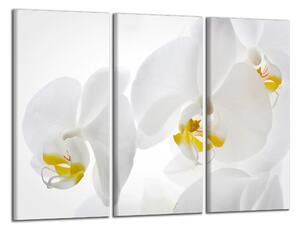 Moderný obraz Biele orchidey