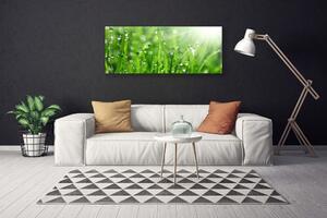 Obraz Canvas Príroda tráva kvapky 125x50 cm