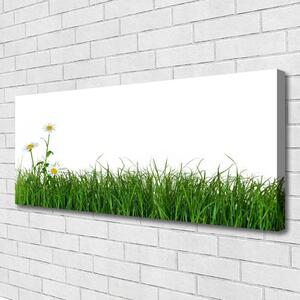 Obraz na plátne Burina príroda rastlina 125x50 cm