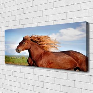 Obraz na plátne Kôň zvieratá 125x50 cm