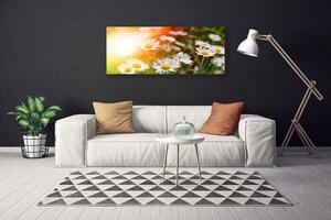 Obraz Canvas Sedmokrásky kvety lúče 125x50 cm