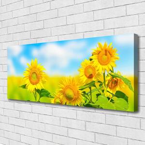 Obraz Canvas Slnečnica kvety príroda 125x50 cm