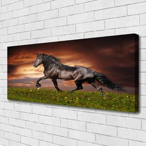 Obraz na plátne Čierny kôň lúka zvieratá 125x50 cm