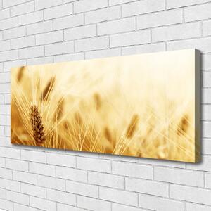 Obraz Canvas Pšenica rastlina príroda 125x50 cm