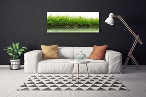 Obraz na plátne Tráva voda príroda rastlina 125x50 cm
