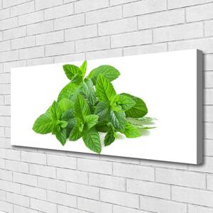 Obraz Canvas Mäta rastlina príroda 125x50 cm