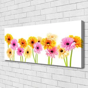 Obraz Canvas Farebné kvety gerbery 125x50 cm