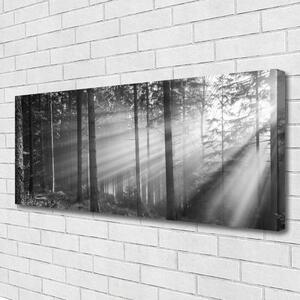 Obraz Canvas Les príroda lúče slnka 125x50 cm