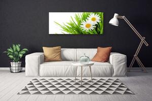 Obraz Canvas Sedmokráska kvet príroda 125x50 cm