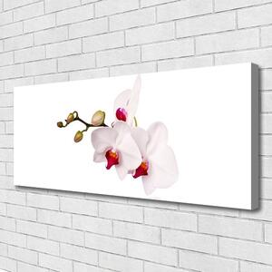 Obraz Canvas Kvety príroda orchidea 125x50 cm