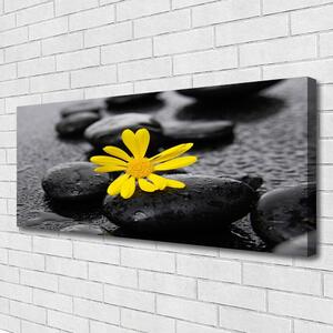 Obraz Canvas Kvet kamene rastlina kúpele 125x50 cm
