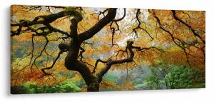 Obraz žltého japonského javora, Portland, Oregon (120x50 cm)