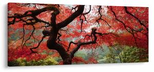 Obraz červeného japonského javora, Portland, Oregon (120x50 cm)