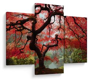 Obraz červeného japonského javora, Portland, Oregon (90x60 cm)