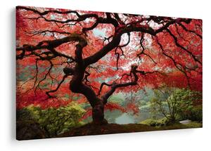 Obraz červeného japonského javora, Portland, Oregon (90x60 cm)