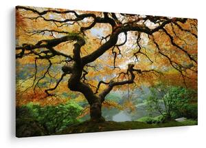 Obraz žltého japonského javora, Portland, Oregon (90x60 cm)