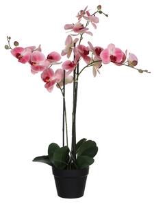ORCHIDEA 79 cm - Kvety & kvetináče