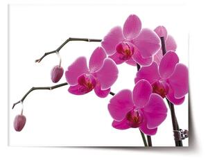 Sablio Plagát Fialové orchidey - 60x40 cm