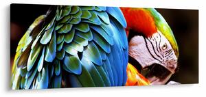 Obraz - Papagáj (120x50 cm)