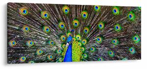 Obraz - Páv (120x50 cm)
